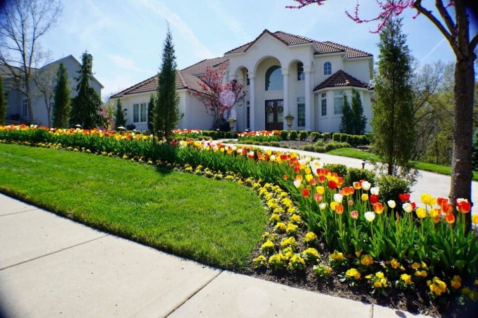 tulip flower landscape Kansas City