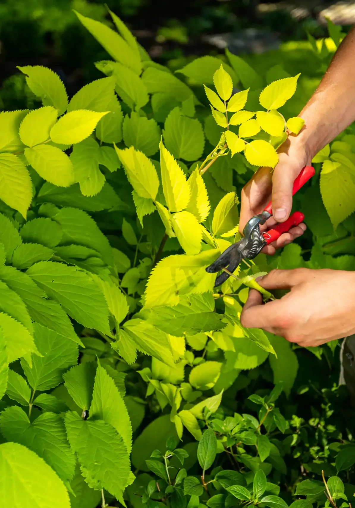 overland-park-ks-fine-gardening-services
